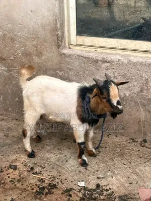 Goat Is for Sale