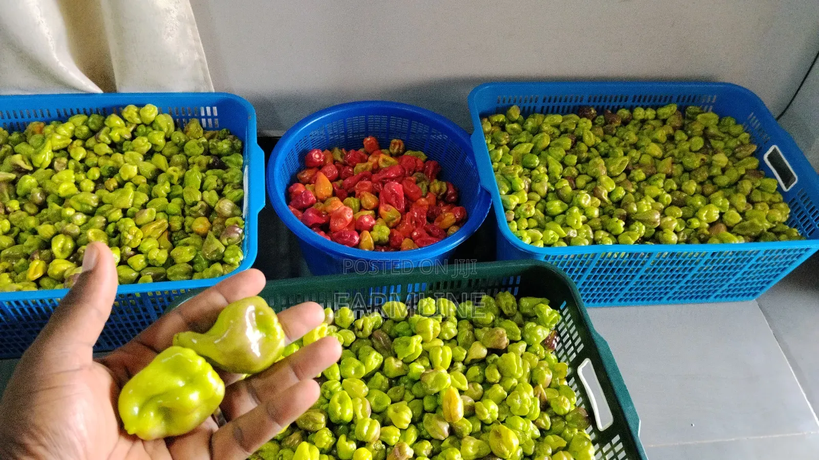 Habanero Pepper