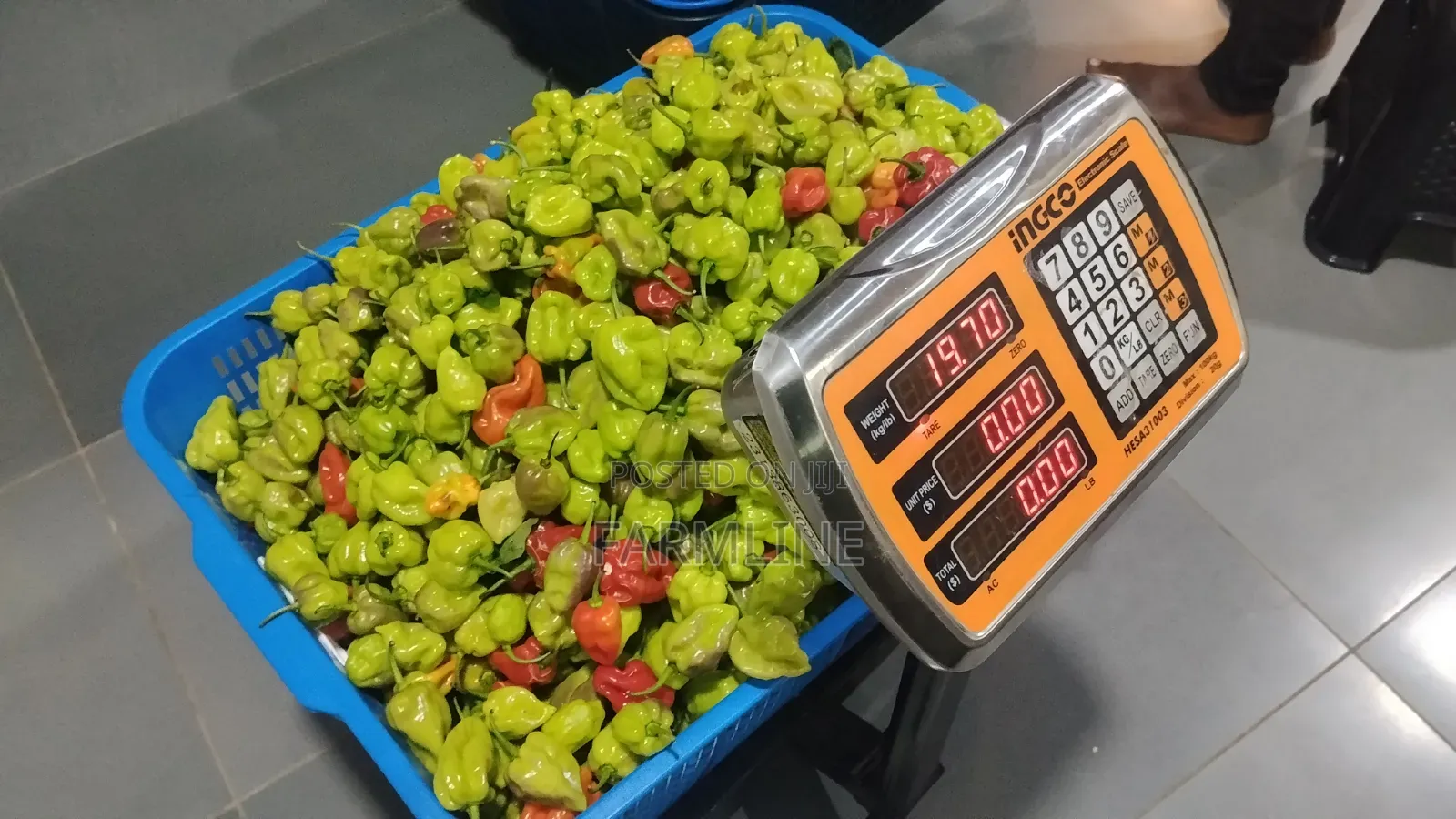 Habanero Pepper