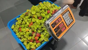 Habanero Pepper