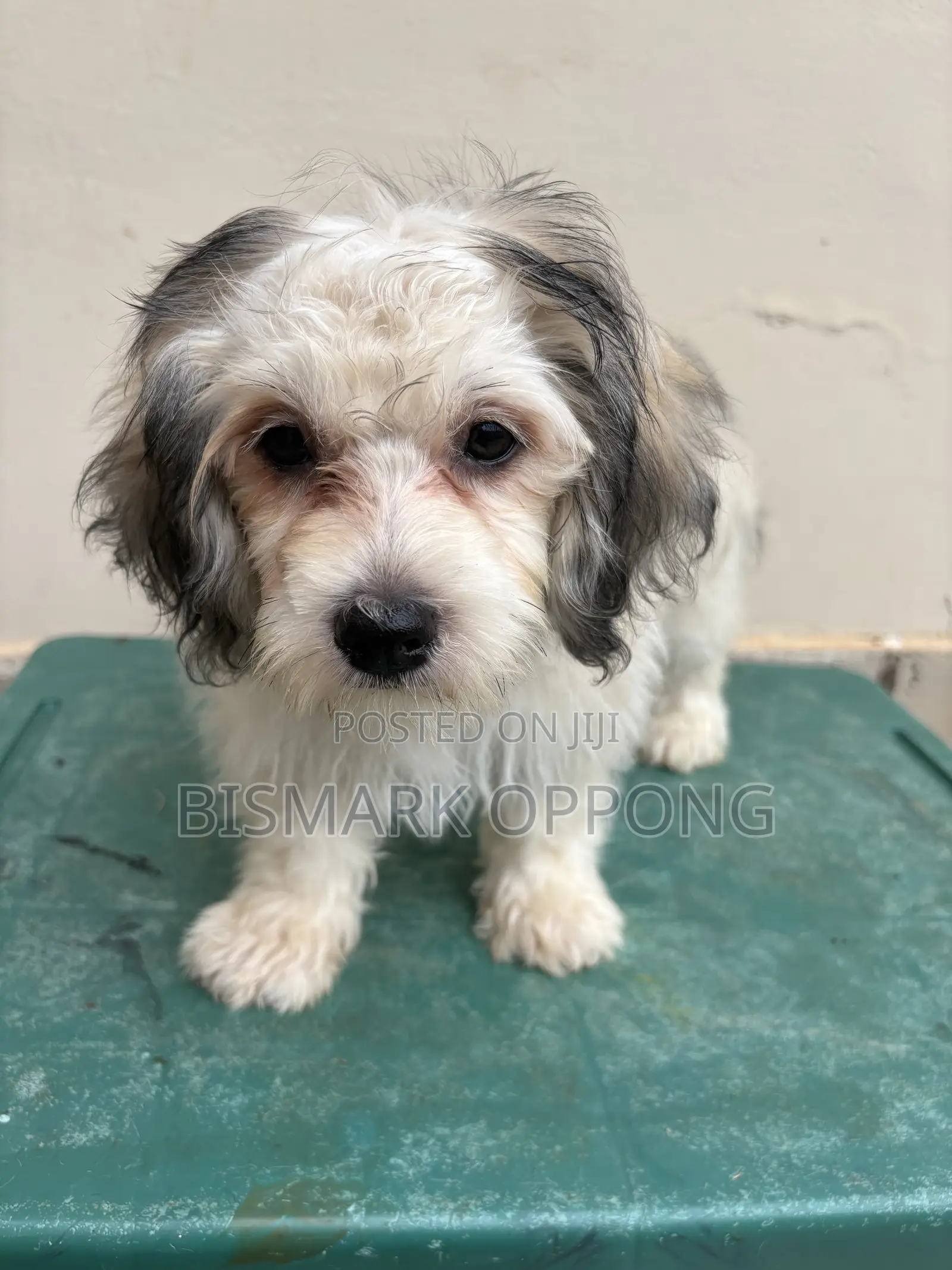 1-3 months Female Purebred Poodle