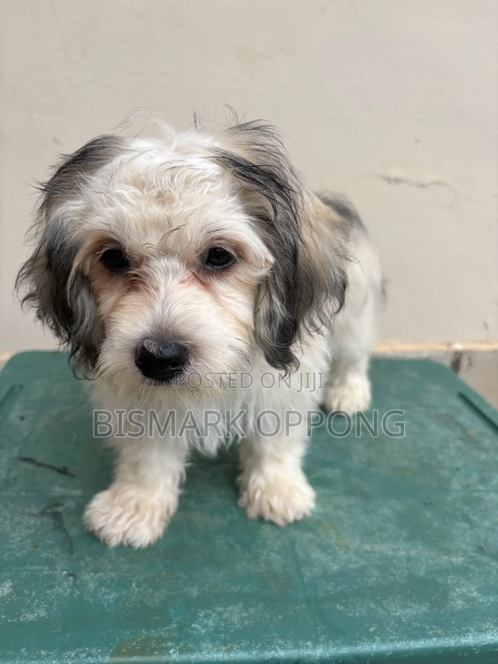 1-3 months Female Purebred Poodle