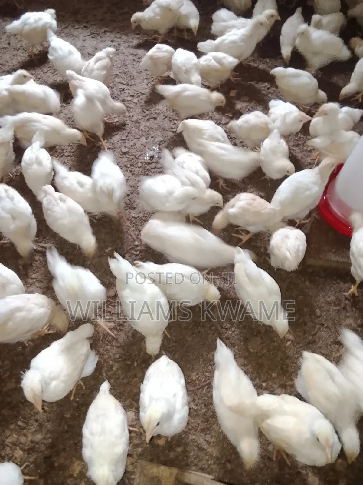 White Plymouth Cocks