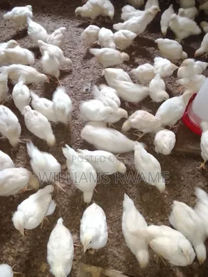 White Plymouth Cocks