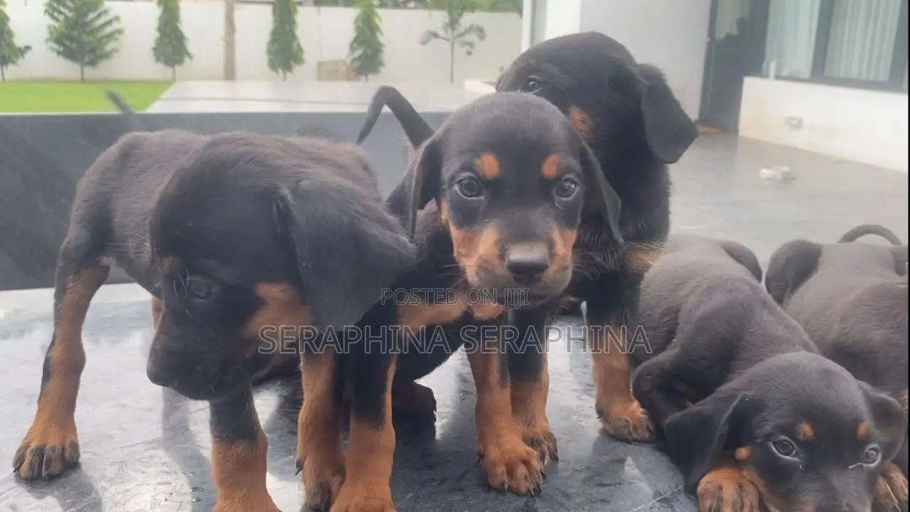 1-3 months Female Mixed Breed Rottweiler