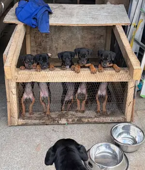 1-3 months Female Mixed Breed Rottweiler
