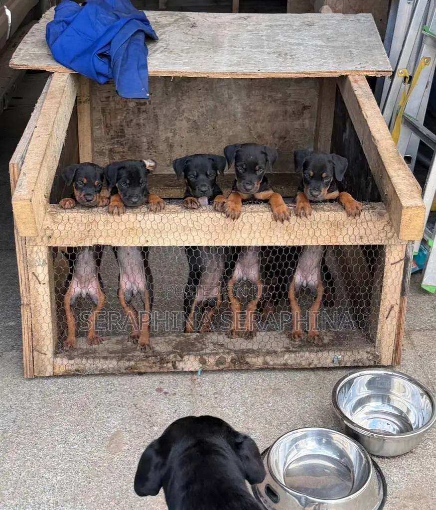 1-3 months Female Mixed Breed Rottweiler