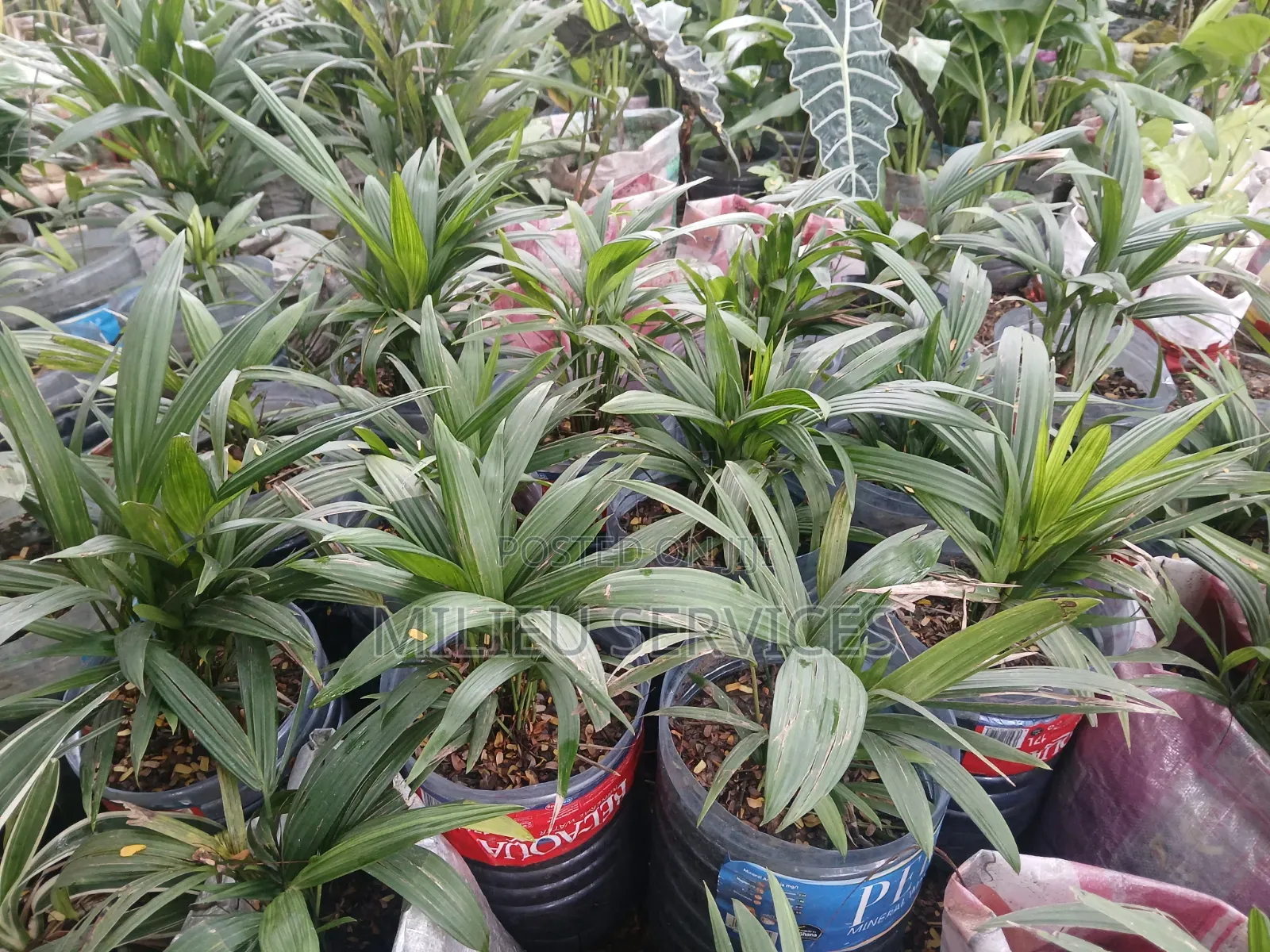 Red Lipstick Palm