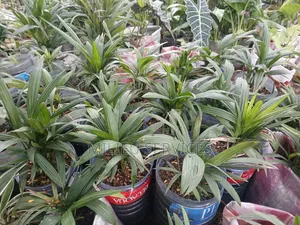 Red Lipstick Palm