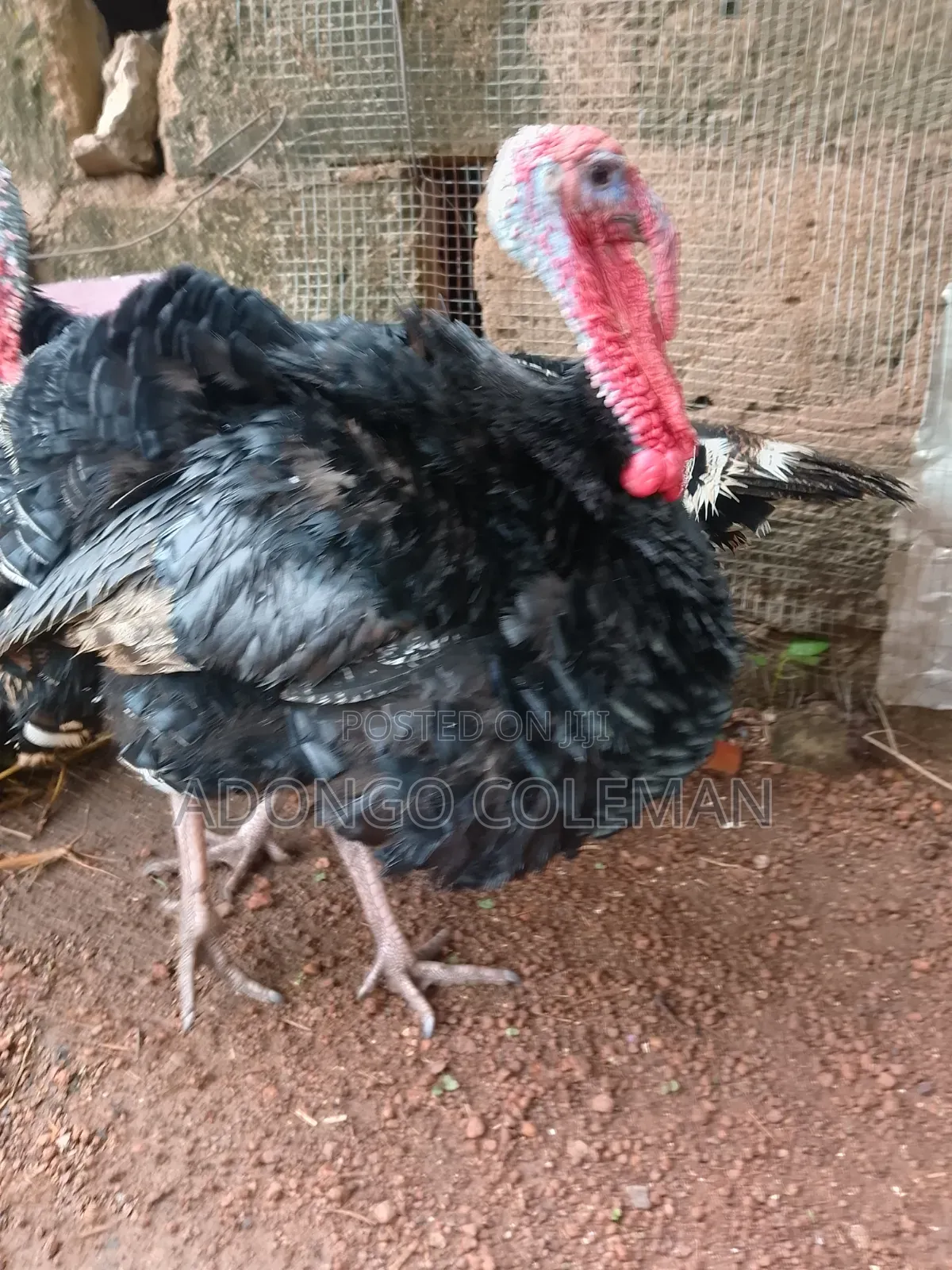 Matured Male Turkey