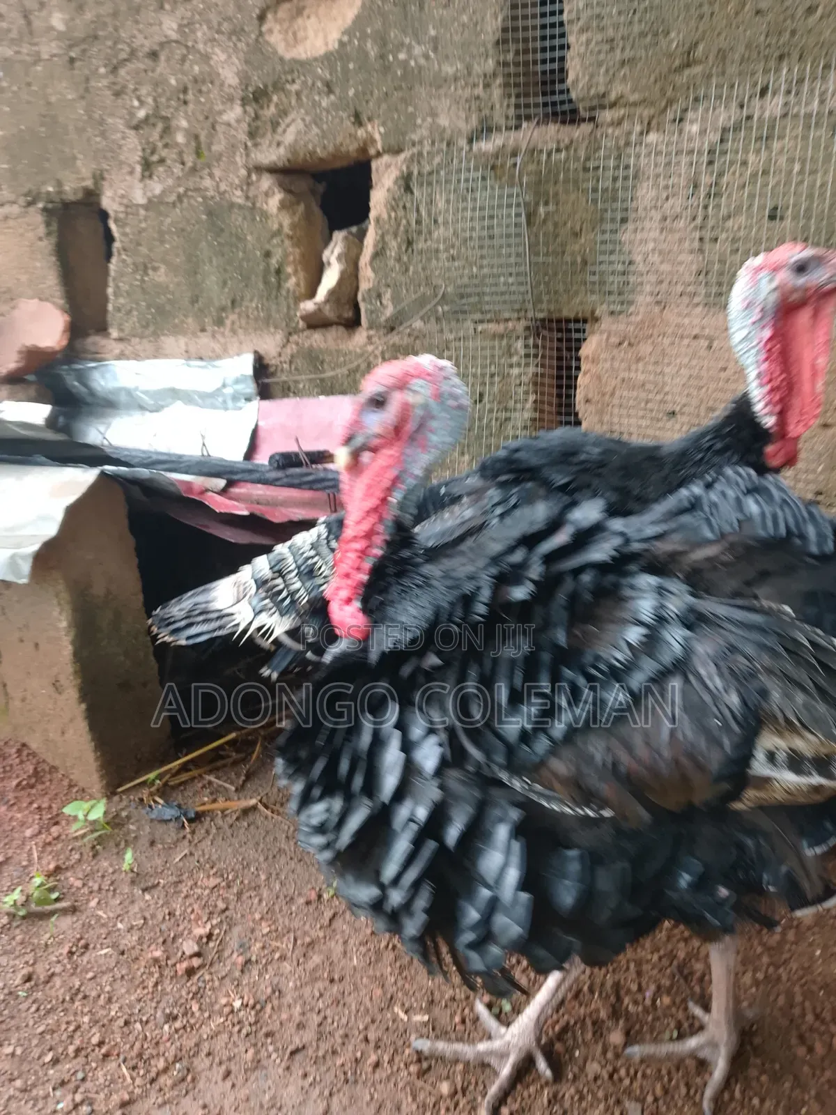 Matured Male Turkey