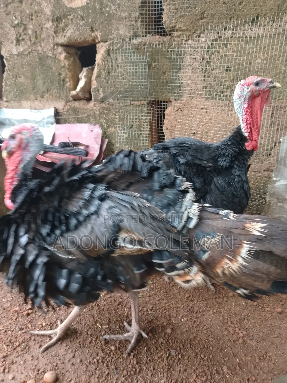 Matured Male Turkey
