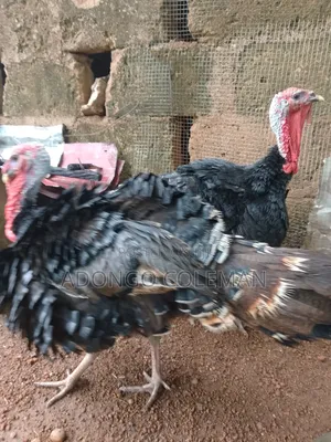 Matured Male Turkey