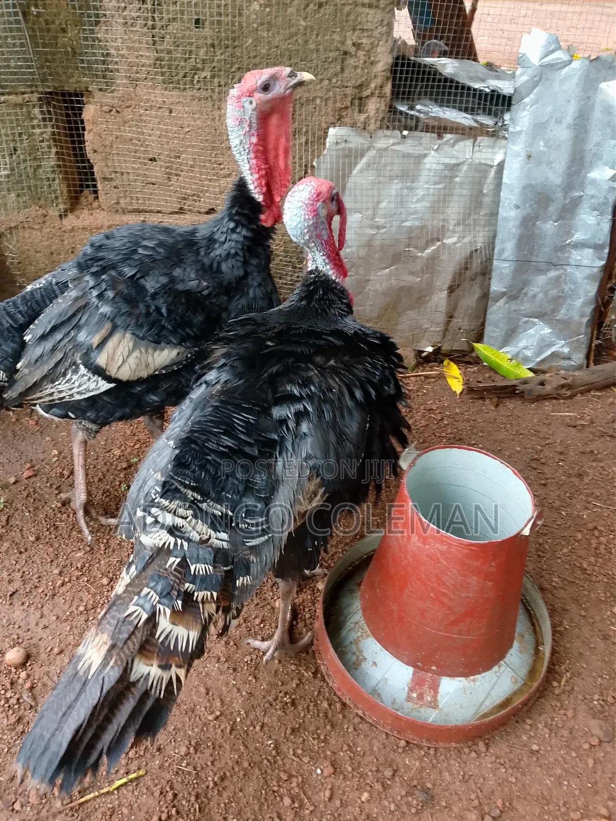 Matured Male Turkey