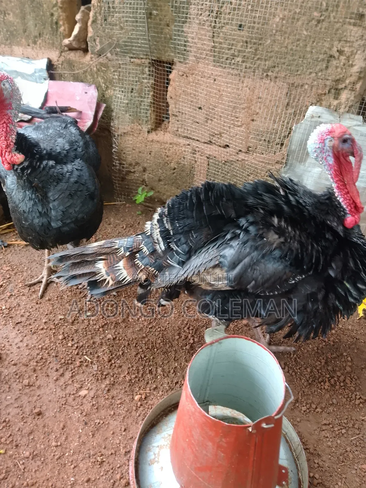 Matured Male Turkey
