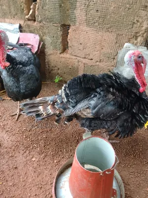 Matured Male Turkey