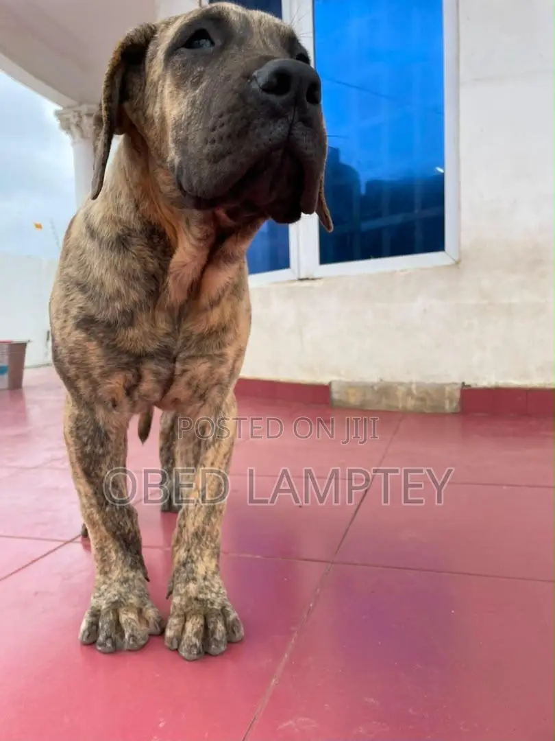 3-6 months Female Purebred Boerboel