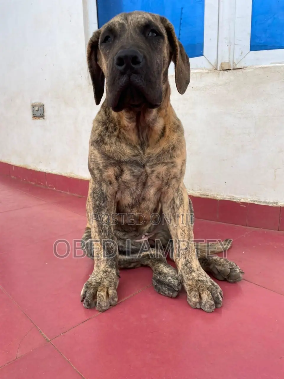 3-6 months Female Purebred Boerboel