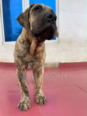 3-6 months Female Purebred Boerboel