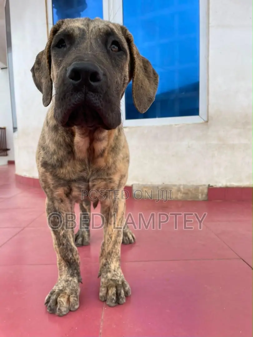 3-6 months Female Purebred Boerboel