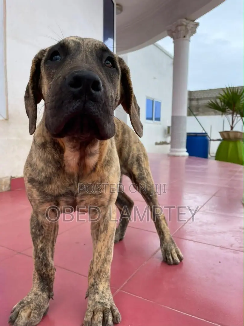 3-6 months Female Purebred Boerboel