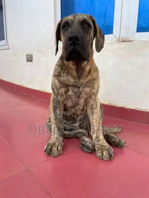 3-6 months Female Purebred Boerboel