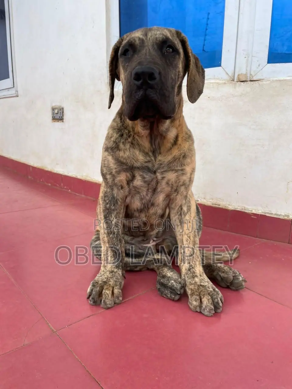 3-6 months Female Purebred Boerboel