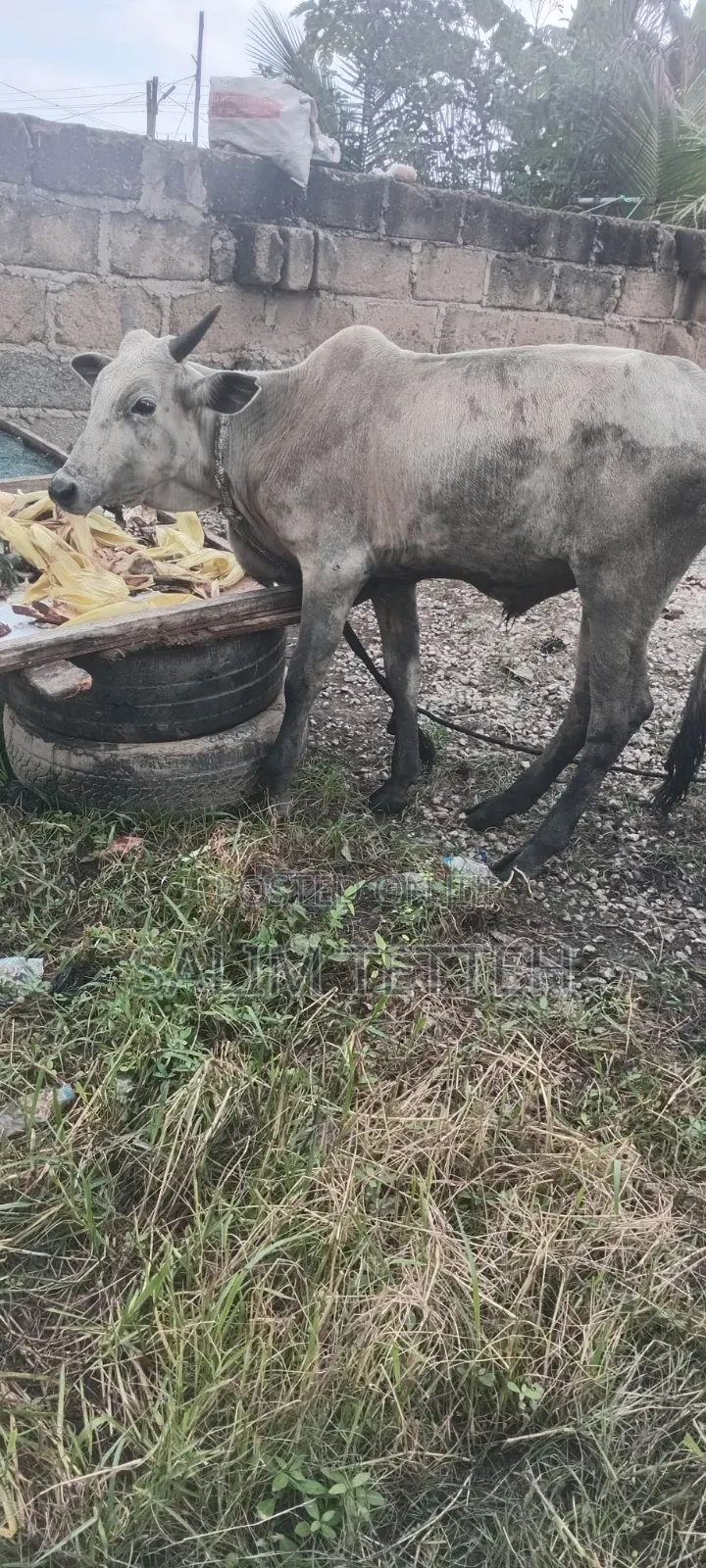 Cow Going for Cool Price