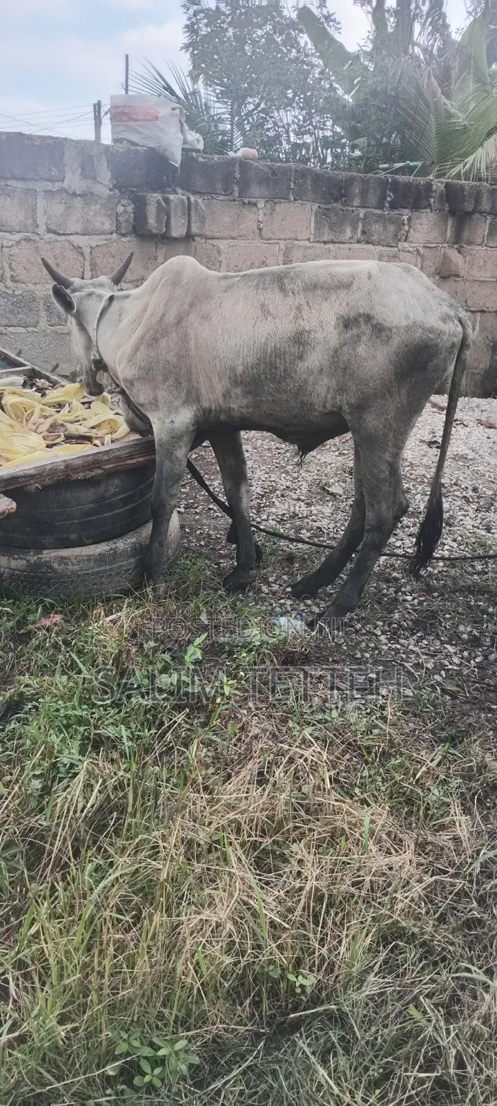 Cow Going for Cool Price