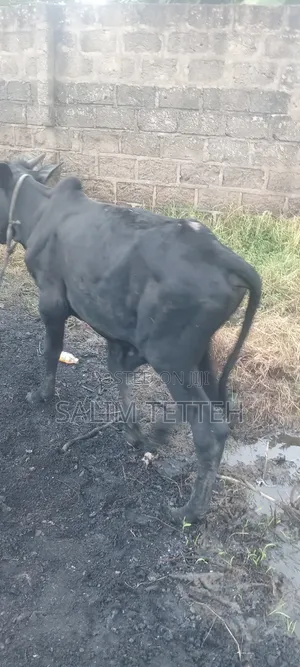 Normal Cow Going for Cool Price
