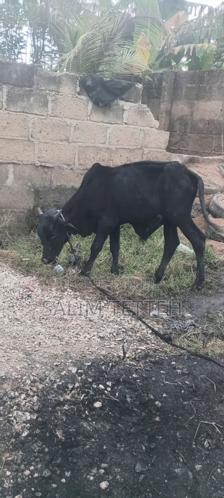 Normal Cow Going for Cool Price