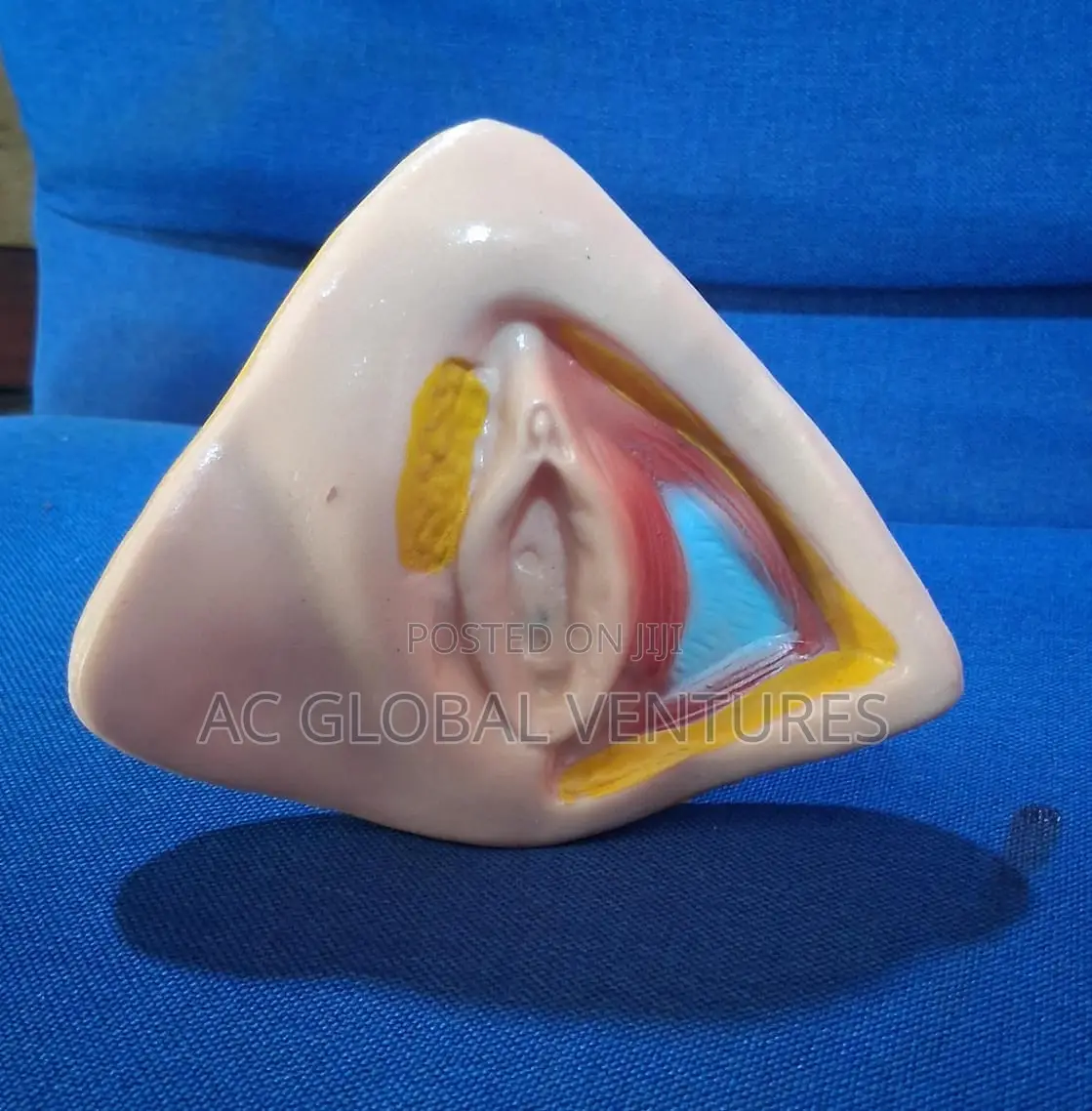 Female Organ