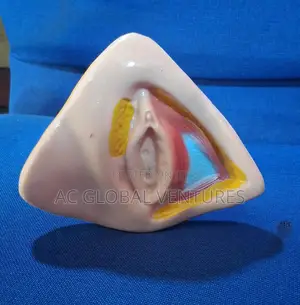 Female Organ