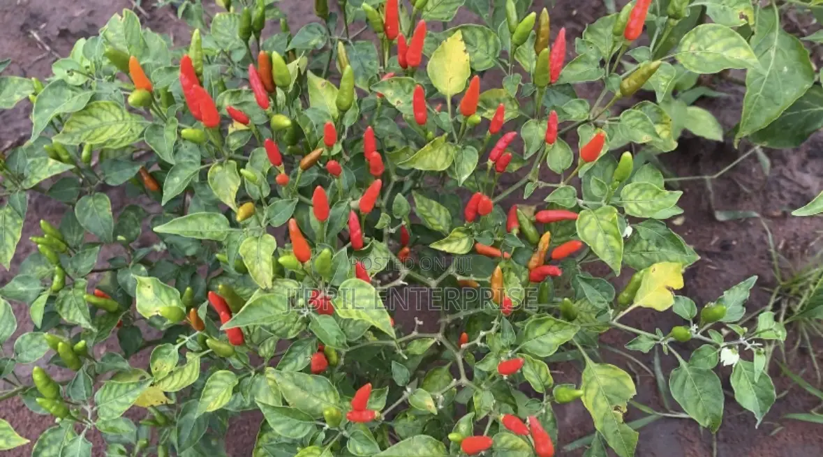 Wild Bird Eye Pepper