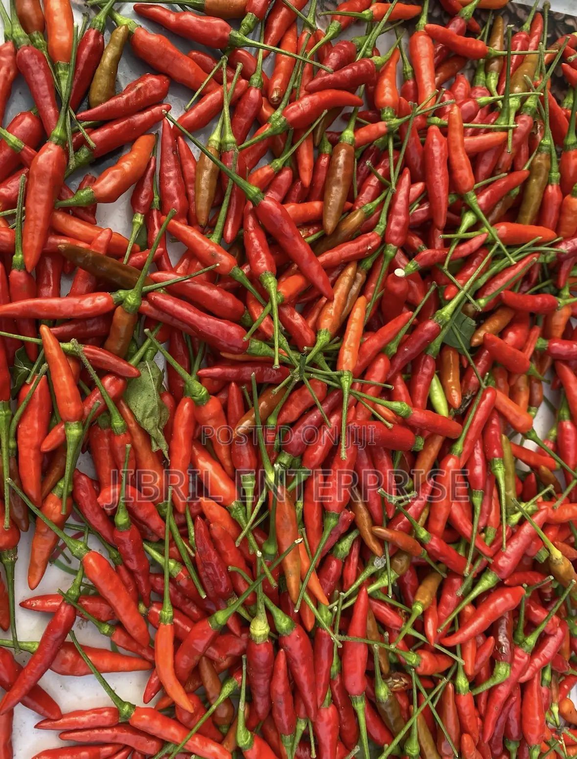 Wild Bird Eye Pepper
