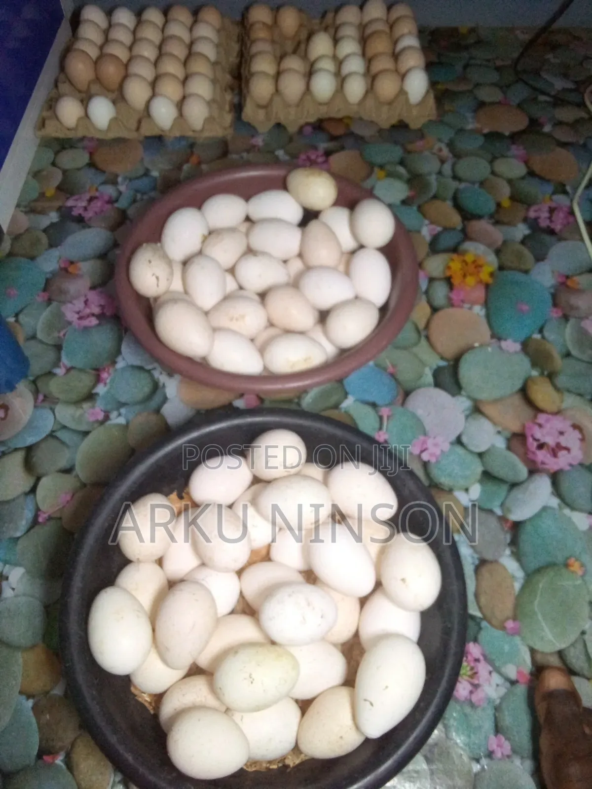 Hybrid Turkey Eggs