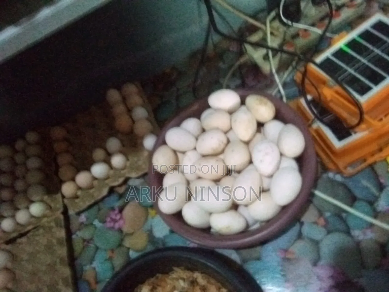 Hybrid Turkey Eggs