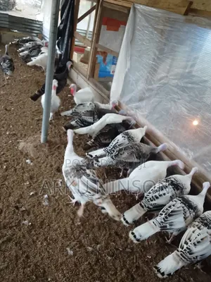 Hybrid Turkey Eggs