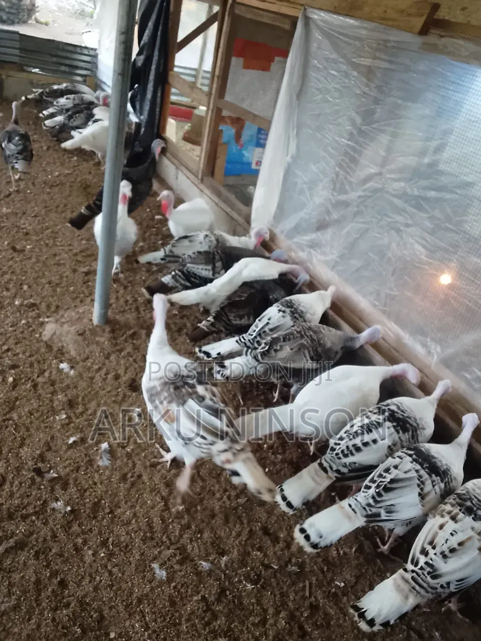Hybrid Turkey Eggs