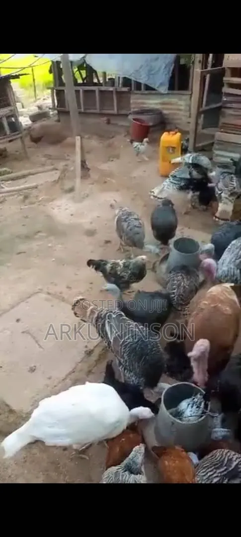 Hybrid Turkey Eggs