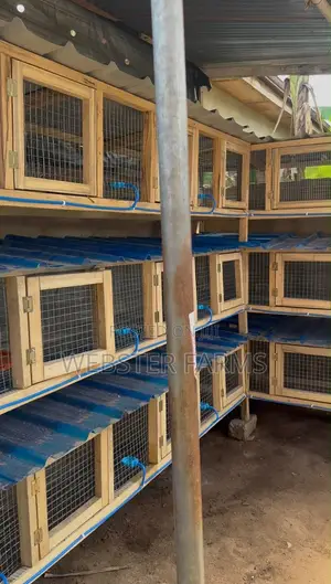 Modern Wooden Rabbit and Grass Cutter Cages
