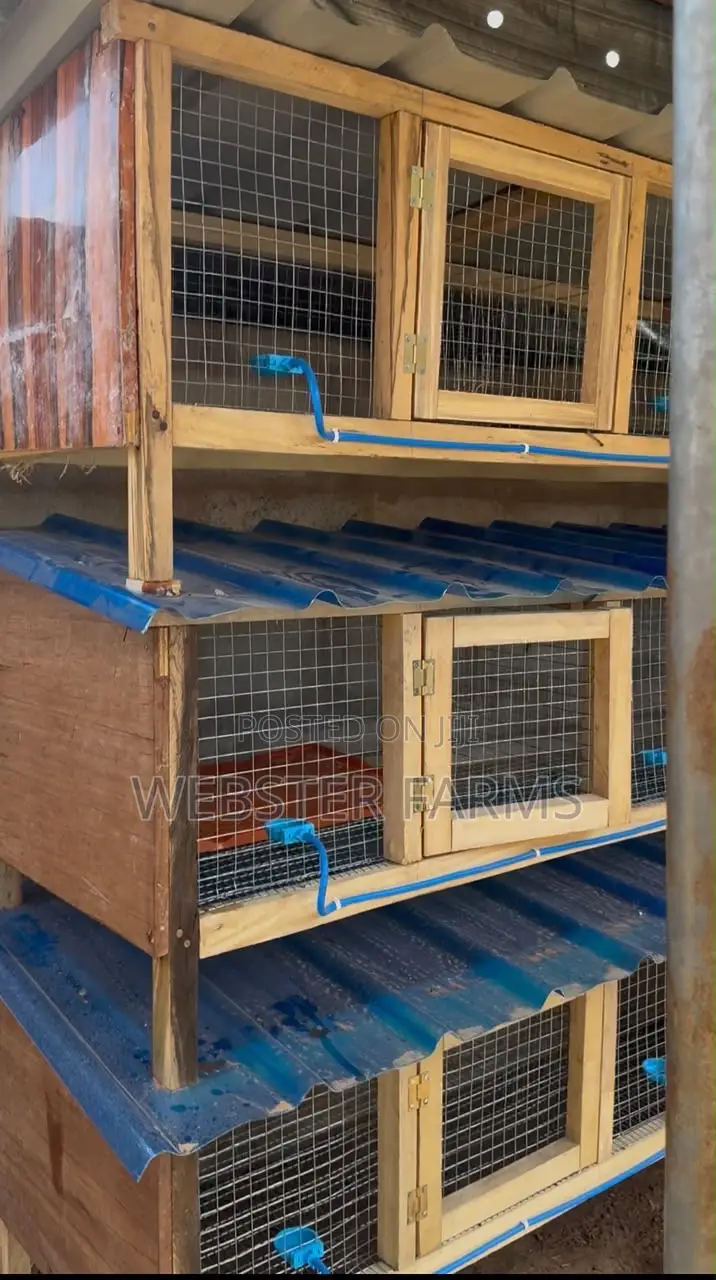 Modern Wooden Rabbit and Grass Cutter Cages
