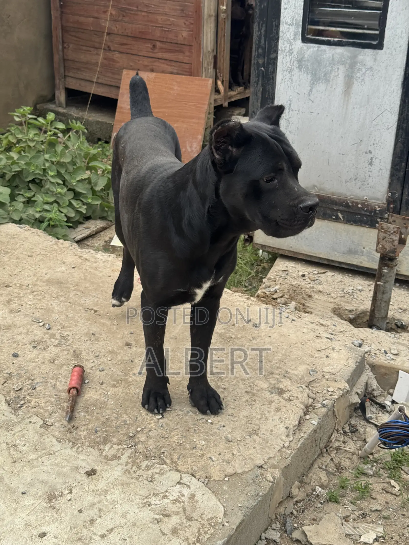 1+ year Male Purebred Cane Corso