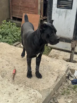 1+ year Male Purebred Cane Corso