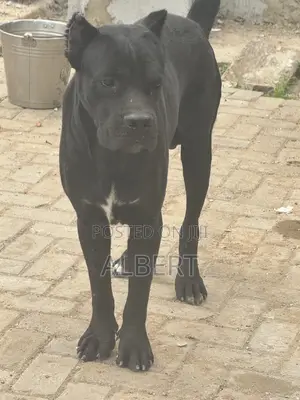 1+ year Male Purebred Cane Corso