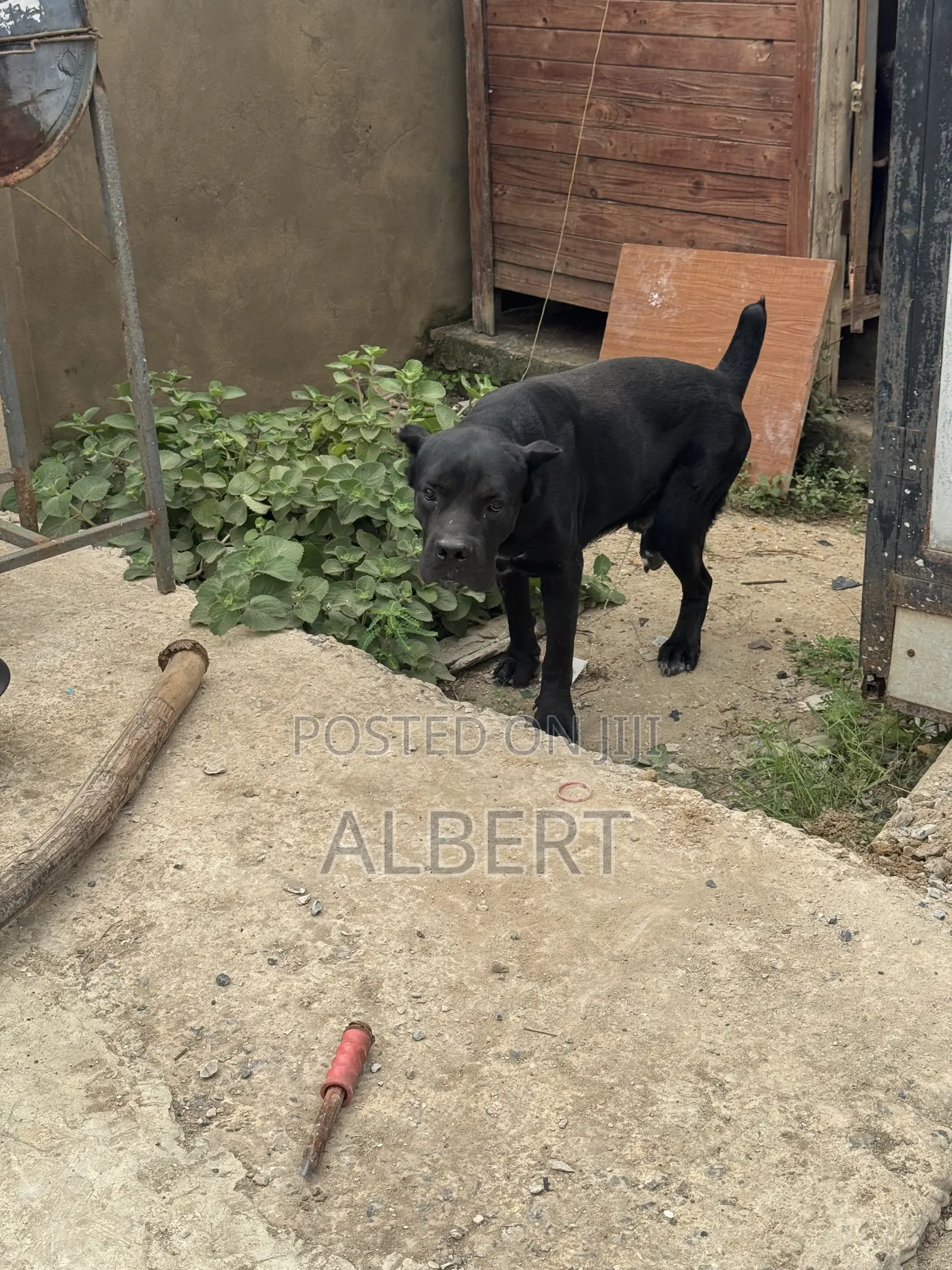 1+ year Male Purebred Cane Corso