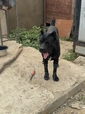 1+ year Male Purebred Cane Corso