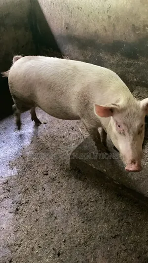 Large White Pigs for Sale