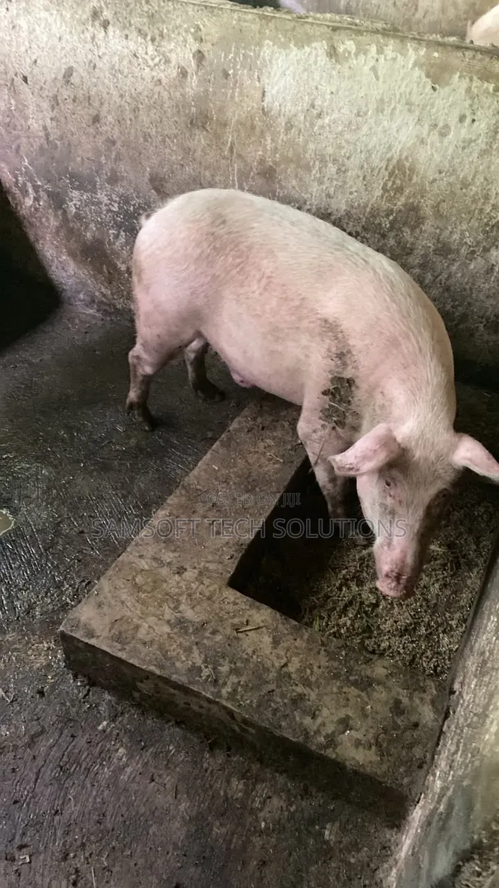 Large White Pigs for Sale
