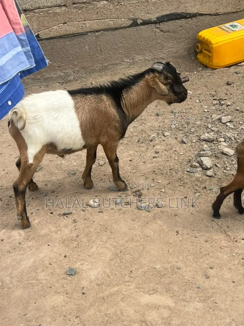 Fully Matured Male Goat